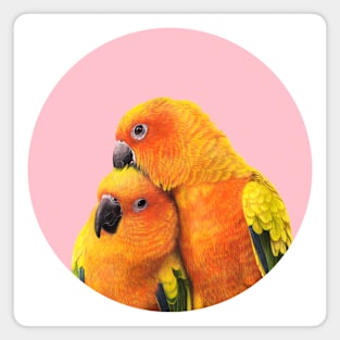 Sun conure Magnet